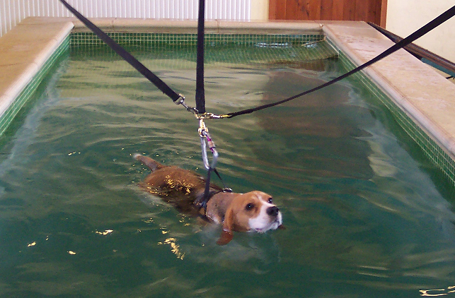Dog Hydrotherapy pools